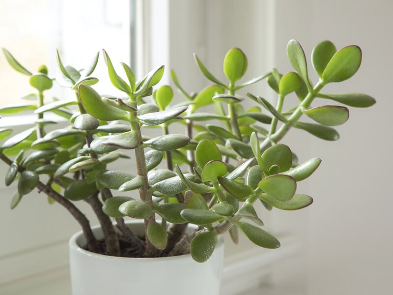 Фото редко цветущего денежного дерева произвело фурор в сети. Как выглядит толстянка, усыпанная цветами