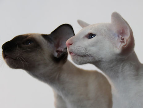 В Киеве на выставке породистых кошек представили 220 