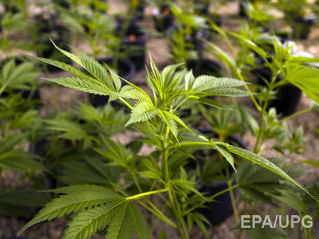 Правительство Израиля одобрило декриминализацию употребления марихуаны