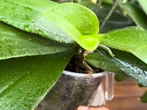 Раз в месяц поливайте орхидеи этим настоем – и они без устали будут формировать новые цветоносы