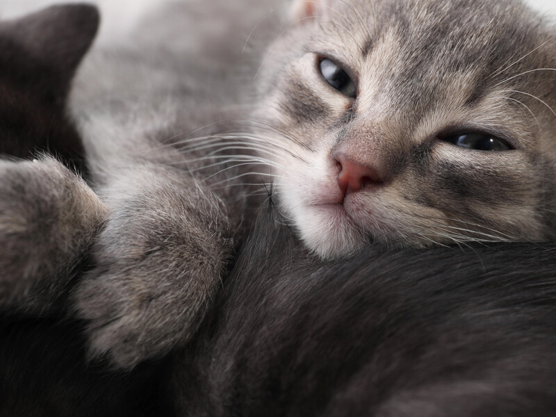 Правоохоронці розслідують інцидент із кошеням у Київській області після відео в соцмережах