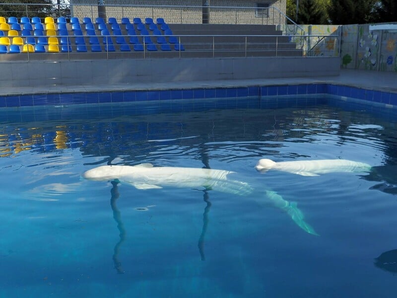 "Заряжали всех светом даже в самые темные времена". Как Харьковский авиаинститут спасал полярных дельфинов. Видео