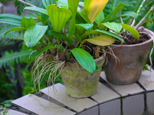 Если увидели это – орхидею нужно поделить. Как это сделать?