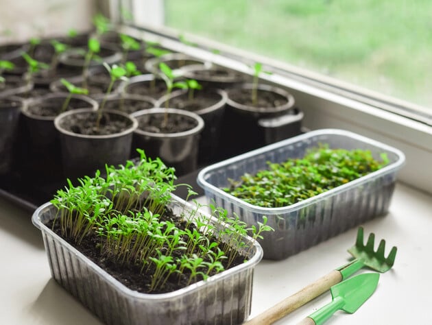 Немного меда поможет получить здоровую рассаду зимой. Названы точные пропорции