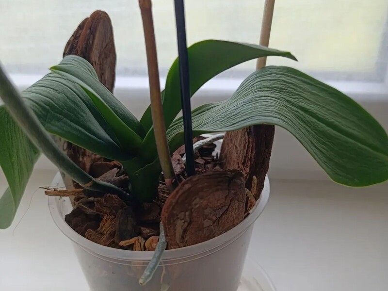 Сделайте это немедленно, если орхидея потеряла тургор. Советы, которые спасут цветок