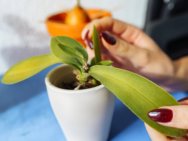 Как определить возраст орхидеи. Простой метод 