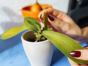 Как определить возраст орхидеи. Простой метод 