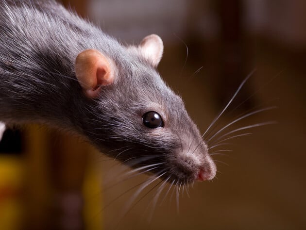 Это настоящий кошмар для грызунов. Разложите это в доме – крысы и мыши будут обходить его десятой дорогой