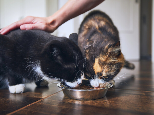 П'ятірка найкращих брендів кормів для тварин: як вибрати виробника, якому можна довіряти?