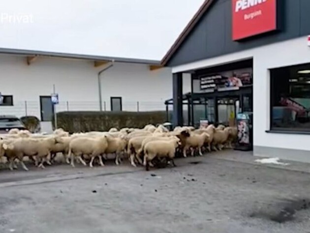 Зграя овець атакувала магазин, а пастух звинуватив у всьому жолудів. Відео моменту штурма