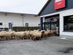 Отара овець атакувала магазин, а пастух звинуватив у всьому жолуді. Відео моменту штурму
