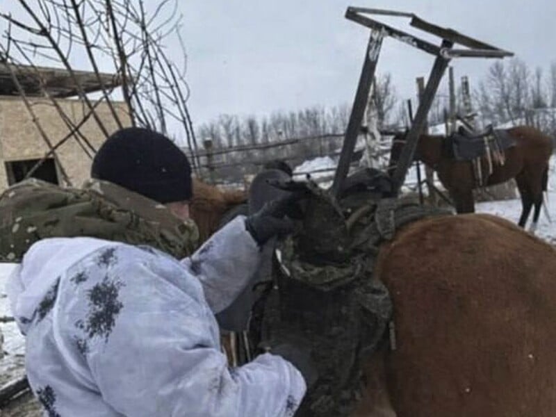 "Безумный Макс отдыхает". Россияне установили Starlink на коня. Фото, видео