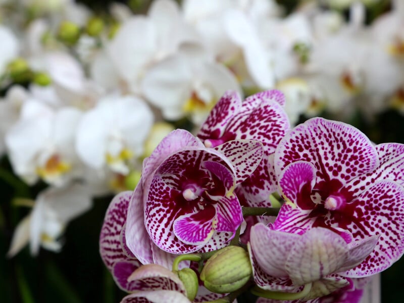 Орхідея не буде гарною, якщо за нею доглядають неправильно. Три найпоширеніші помилки