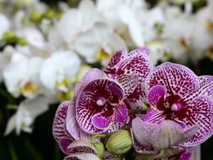 Орхідея не буде гарною, якщо за нею доглядають неправильно. Три найпоширеніші помилки