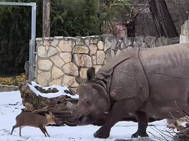 Маленьке оленя атакувало носорога через тестостерон. Відео з польського зоопарку розірвало мережу
