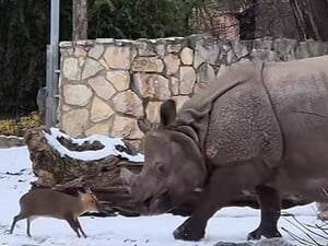Маленьке оленя атакувало носорога через тестостерон. Відео з польського зоопарку розірвало мережу