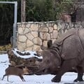 Маленьке оленя атакувало носорога через тестостерон. Відео з польського зоопарку розірвало мережу