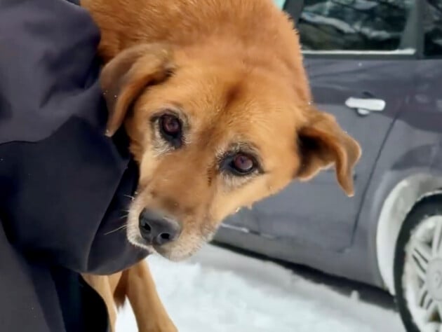 Неподалік Львова автомобіль двічі переїхав собаку. Поліція встановила особу водія. Відео