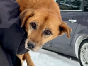 Недалеко от Львова автомобиль дважды переехал собаку. Полиция установила личность водителя. Видео