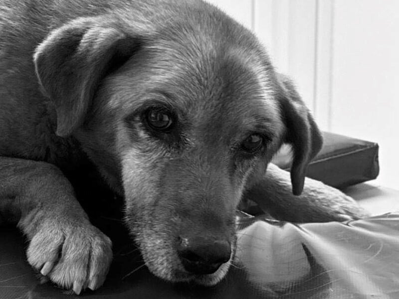 "За неї вболівала вся країна". У Львові померла собака, яку двічі переїхали