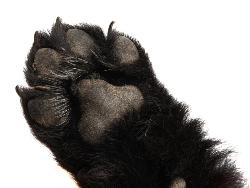 "Може вийти погуляти з вікна". У Хмельницькій області із сьомого поверху викинули собаку військового. Відео