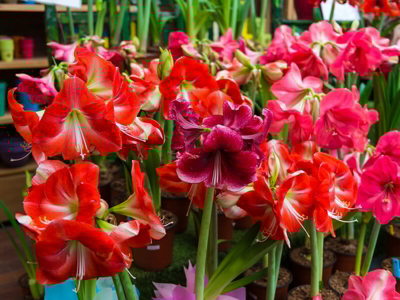 Полийте амариліс цим – і він почне квітнути взимку