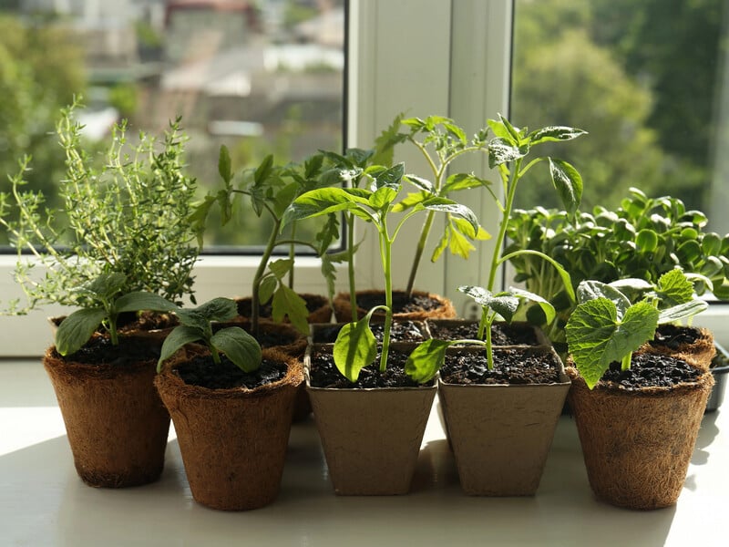 Благодаря этому простому агроприему огородники всегда собирают щедрый урожай. Сделайте это зимой