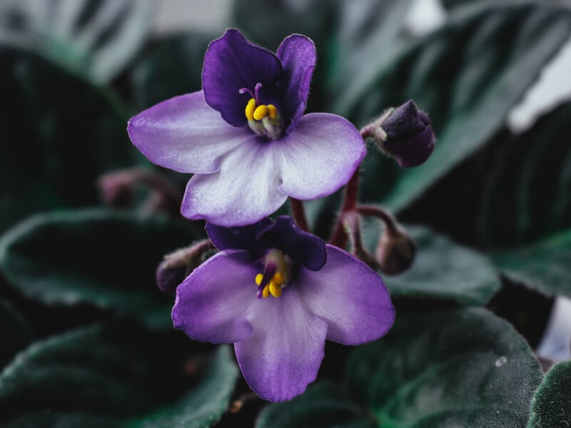 Розчиніть ці три доступні інгредієнти у воді – й фіалка дасть бутони