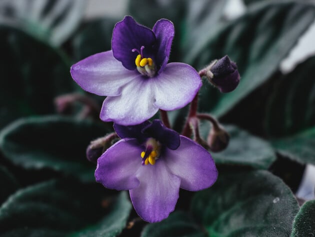 Розчиніть ці три доступні інгредієнти у воді - й фіалка дасть бутони