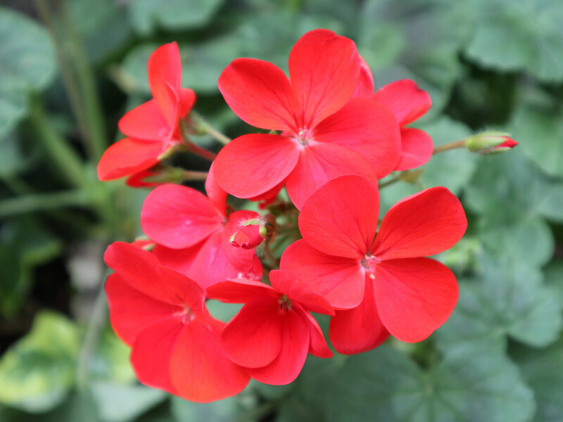 Якщо герань тьмяна й не цвіте – імовірно, ви робите ці помилки. Шість найпоширеніших хибних дій