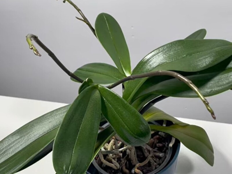 Прокипятите это пять минут – и орхидея начнет активно формировать новые цветоносы. Рецепт подкормки 