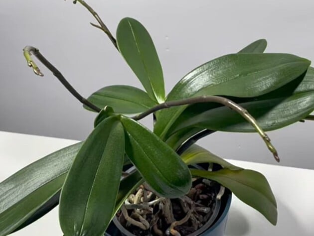 Прокипятите это пять минут – и орхидея начнет активно формировать новые цветоносы. Рецепт подкормки