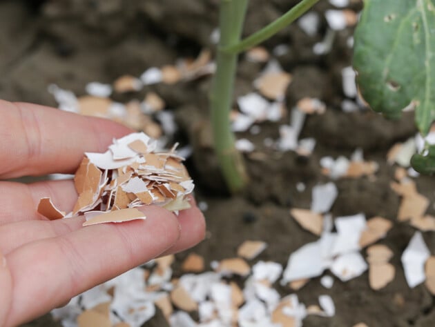 В январе рассыпьте эти экологичные отходы с кухни по всему огороду – и в 2026 году соберете щедрый урожай