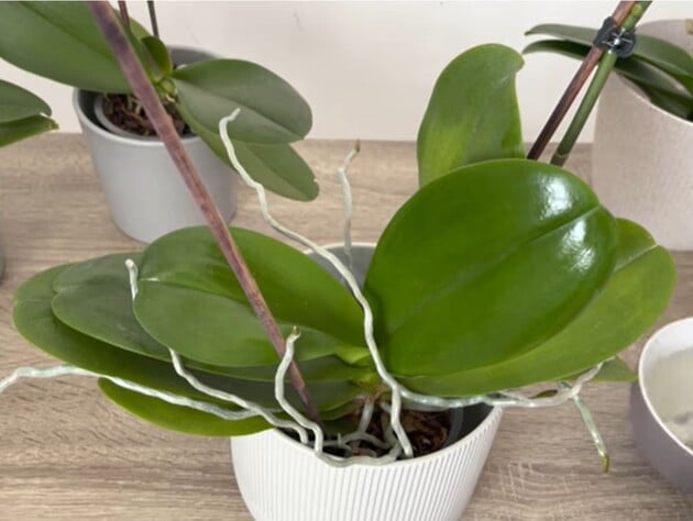 Регулярно протирайте листья орхидеи этим настоем без химии – и растения будут активно цвести