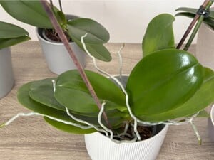 Регулярно протирайте листья орхидеи этим настоем без химии – и растения будут активно цвести