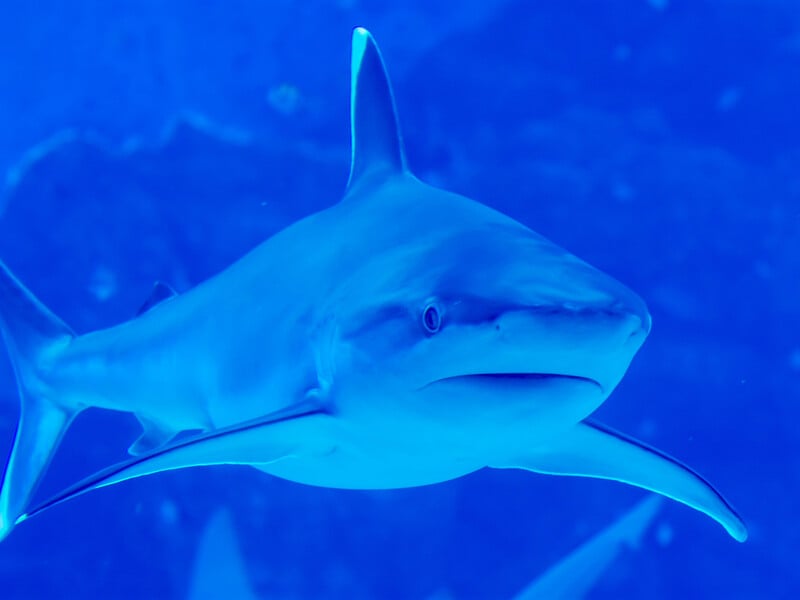 В Австралії акула напала на підлітка, він у критичному стані