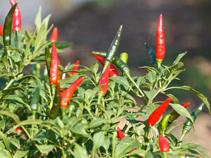 Посійте ці рослини вже в січні, щоб вони встигли розвинутися й дати цвітіння або врожай