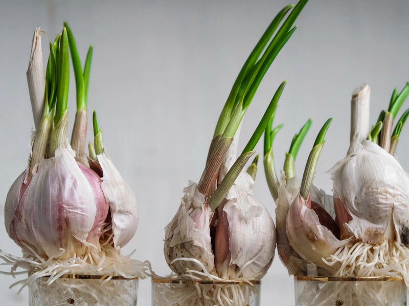 Как зимой вырастить на подоконнике чеснок для салатов и супов. Простой метод без разведения грязи