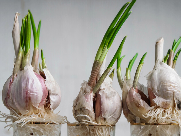 Как зимой вырастить на подоконнике чеснок для салатов и супов. Простой метод без грязи