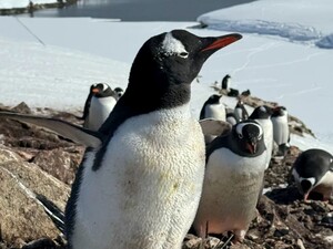 Важать 40 кг і розвивають швидкість до 36 км/год. Найцікавіші факти про пінгвінів, яких об'їдають люди