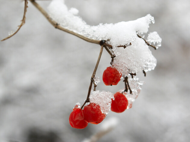 Не робіть цього взимку. Чому не варто збивати лід з дерев