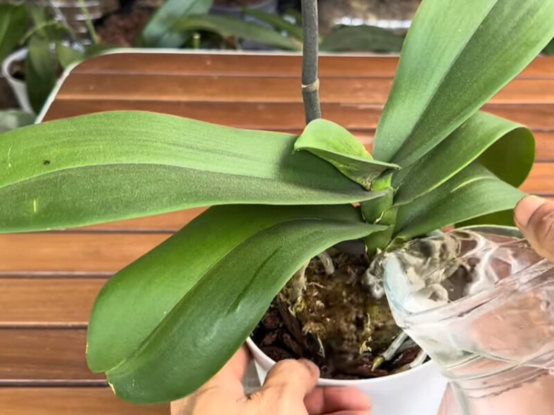 Протирайте листья орхидеи этим настоем раз в неделю – и она отблагодарит новыми цветоносами