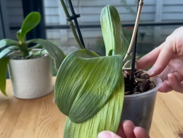 Розчиніть це у воді – і орхідея з пониклим листям знову оживе. Рецепт підживлення без хімії