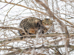 Эти деревья и кустарники следует обрезать уже в январе