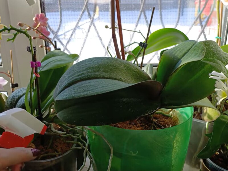 Как поливать орхидеи во время блэкаутов, чтобы они не погибли. Советы опытного цветовода