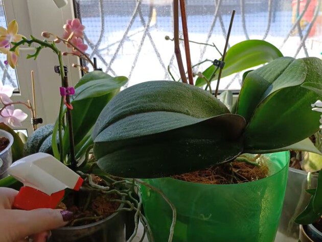 Как поливать орхидеи во время блэкаутов, чтобы они не погибли. Советы опытного цветовода