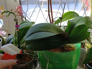 Как поливать орхидеи во время блэкаутов, чтобы они не погибли. Советы опытного цветовода