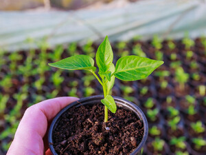 Пришло время высевать семена перца на рассаду. Опытная огородница раскрыла секреты щедрого урожая