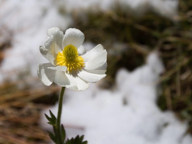 Морози відступлять. Синоптикиня назвала дату початку відчутного потепління в Україні