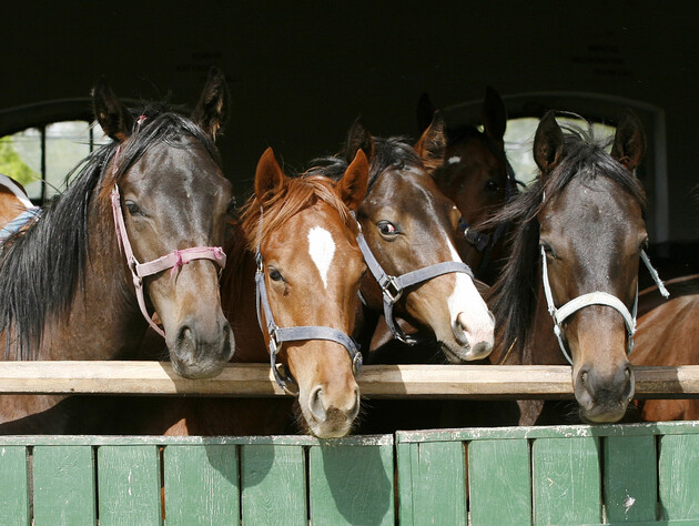 Зоозахисники заявляють, що на фестивалі на Прикарпатті коней били палицями. Поліція перевіряє